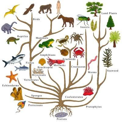 Myšlienková mapa ako z učebnice - strom evolúcie druhov Charlesa Darwina.